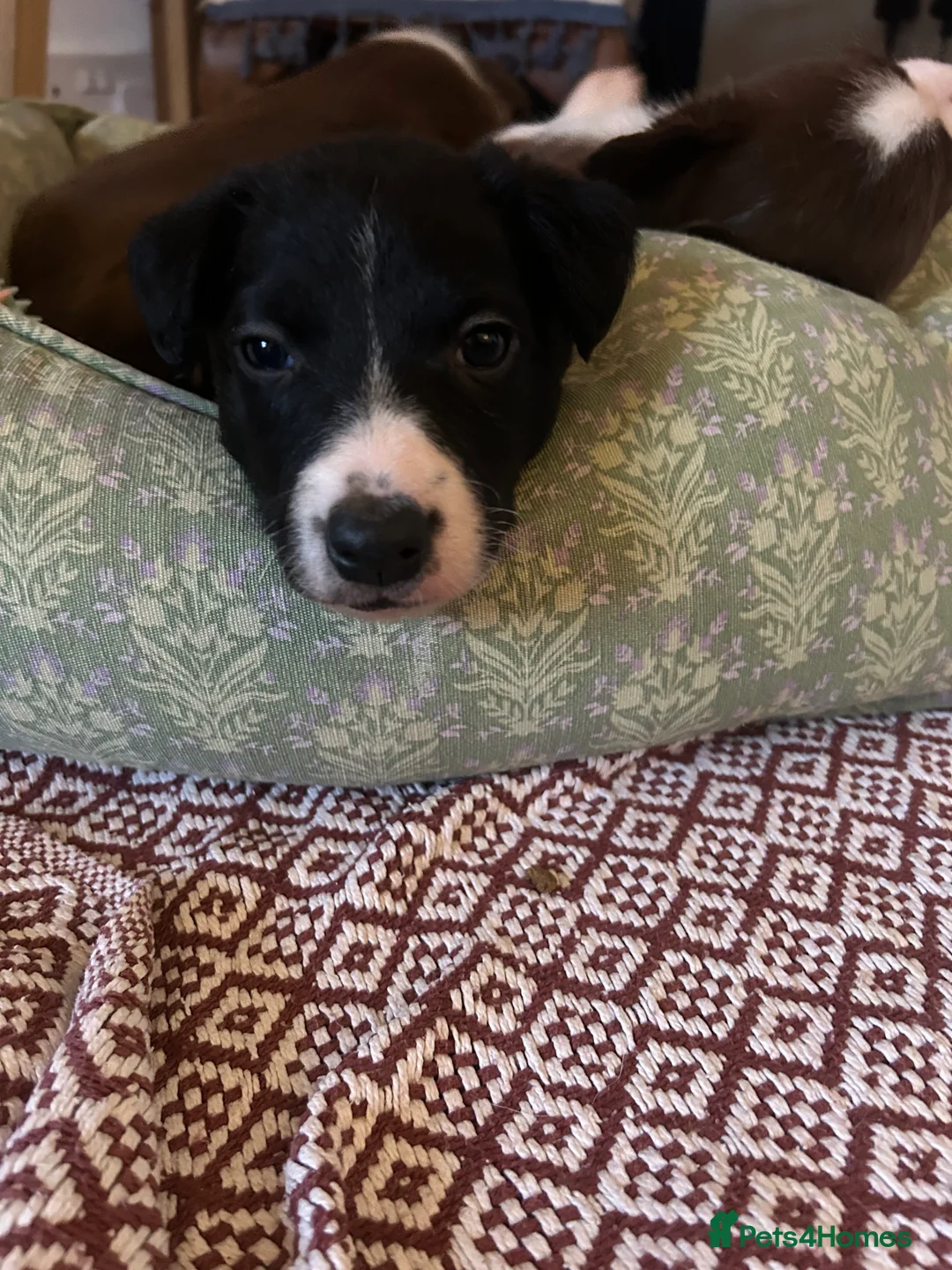 Border Collie dogs for sale: Collie pups - Advert 10