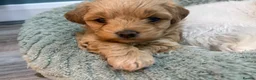 Maltipoo dogs for sale: Outstanding f1 maltipoo princess available  - Advert 6