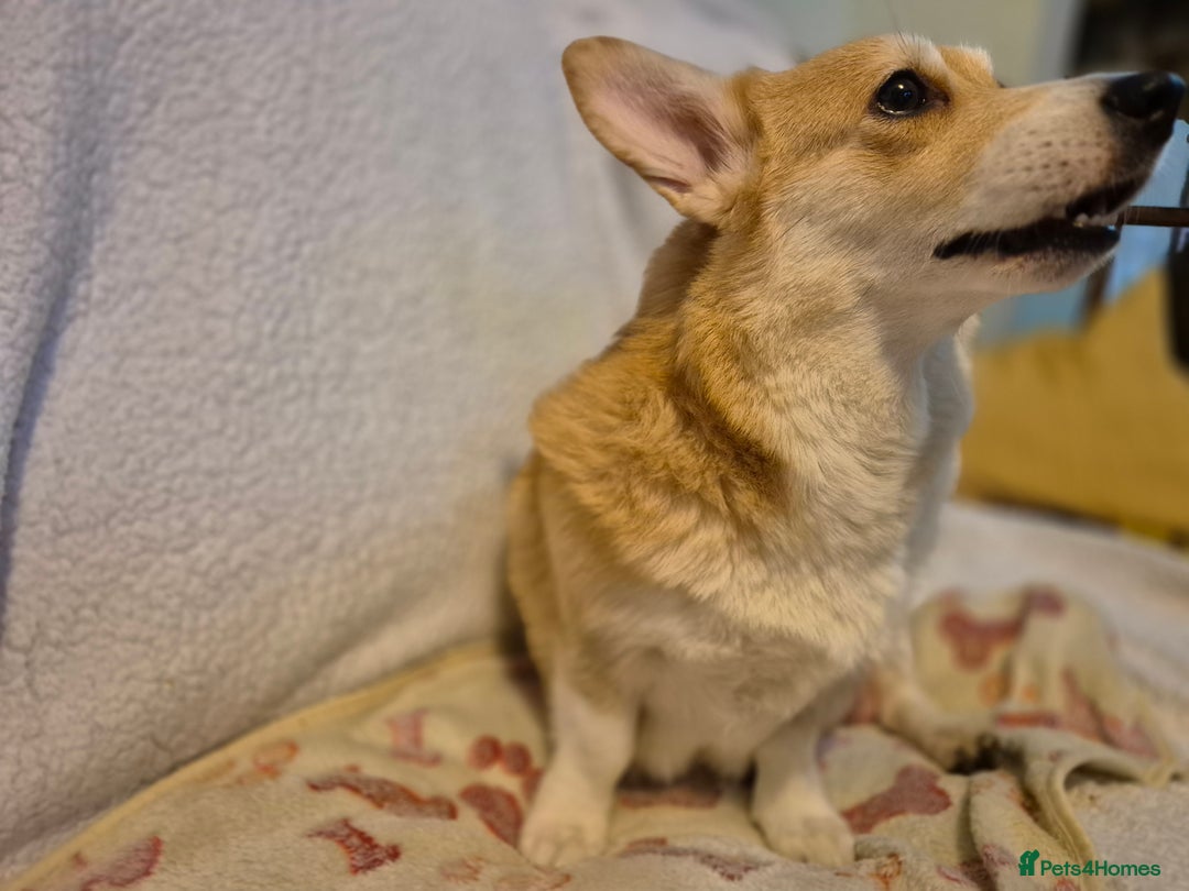 Welsh Corgi Pembroke dogs for sale: 8 Pembroke corgi puppy's - Advert 2