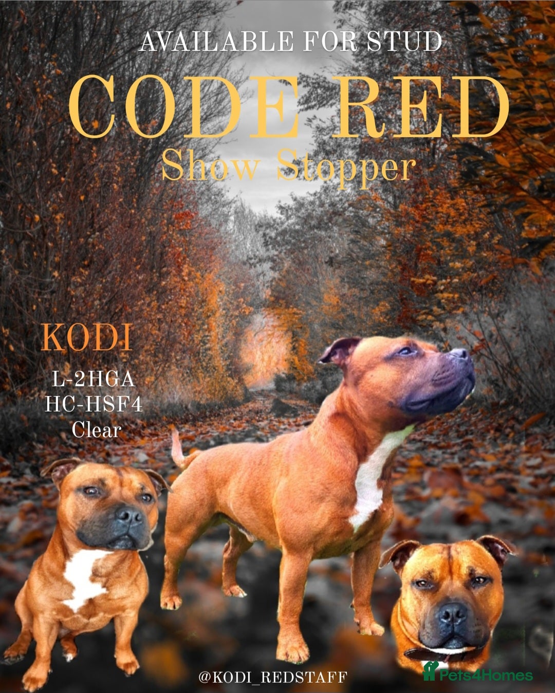 Staffordshire Bull Terrier dogs Red Staffordshire Bull Terrier Stud in Wolverhampton - Advert 3