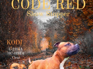 Staffordshire Bull Terrier dogs Red Staffordshire Bull Terrier Stud in Wolverhampton - Advert 3