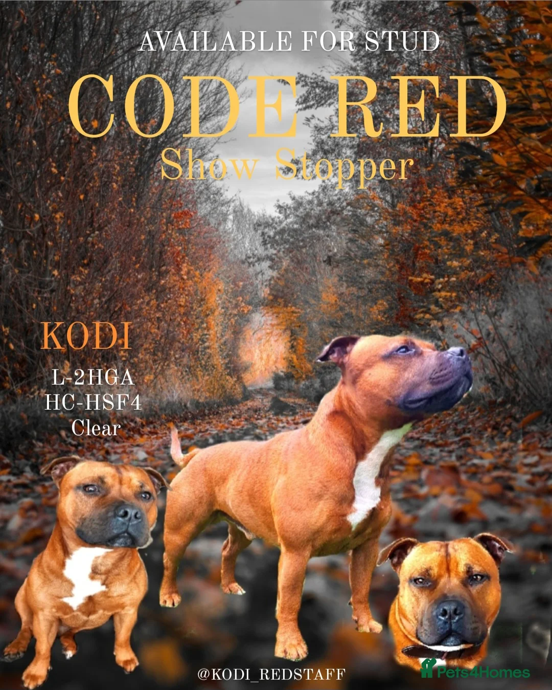 Staffordshire Bull Terrier dogs for stud: Red Staffordshire Bull Terrier Stud in Wolverhampton - Advert 1