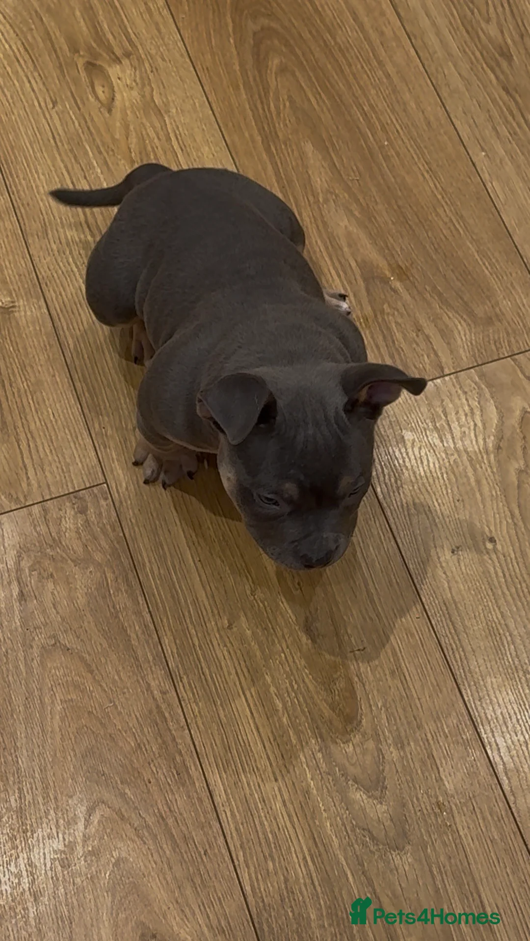 American Bully dogs for sale: 1 ABKC Pocket Bully puppy remaining - Advert 7