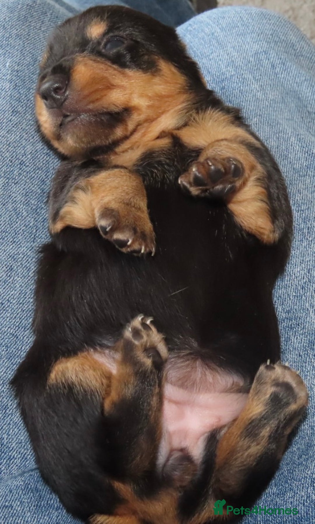 Mixed Breed dogs for sale: Dachshund Jack Russel xdachsund  - Advert 5