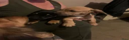 Mixed Breed dogs for sale: 4 French wieners  - Advert 7
