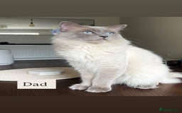 Ragdoll cats for sale: Purebred Ragdolls – Ready to Reserve Now 🍼 - Image 5