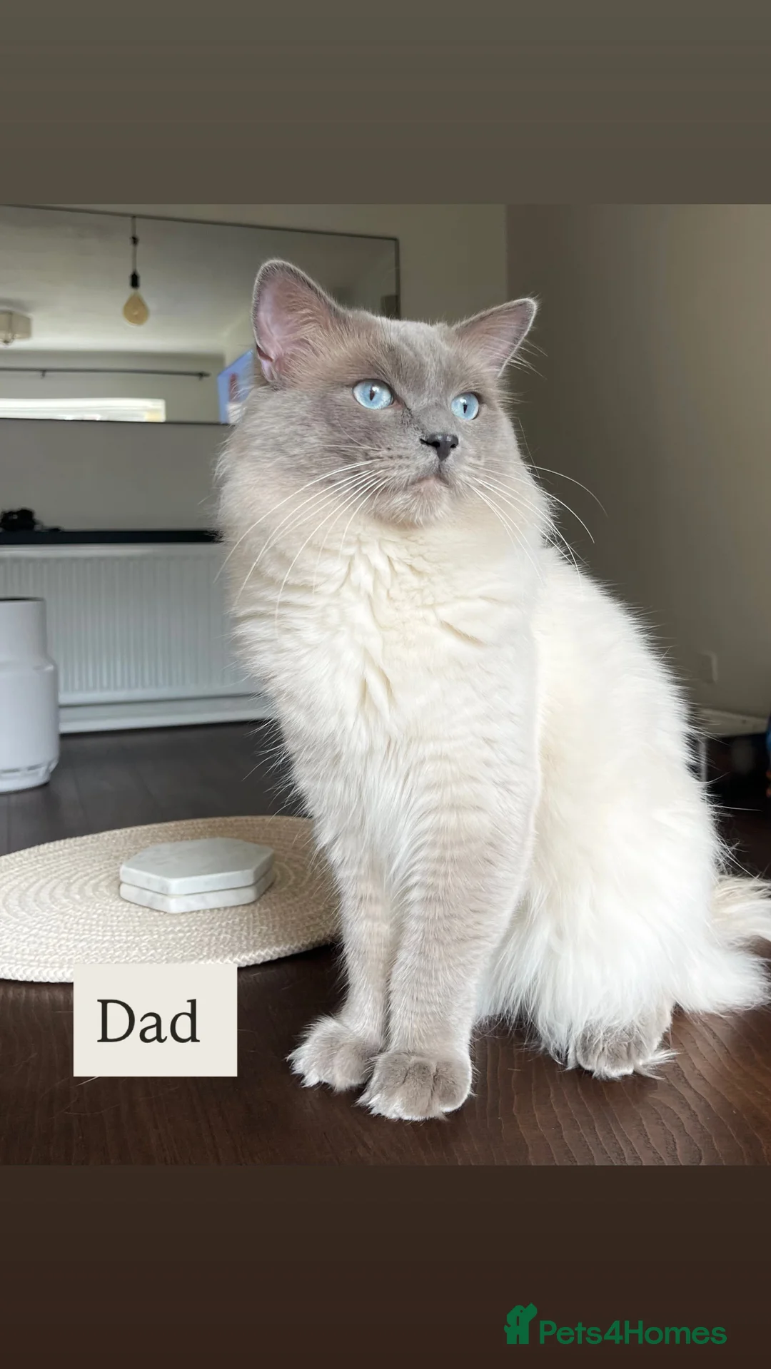 Ragdoll cats for sale: European Purebred Female Ragdoll 🩷 - Advert 9