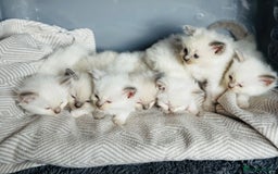 Ragdoll cats for sale: Stunning Ragdoll Kittens Ready to Go!!! - Image 8