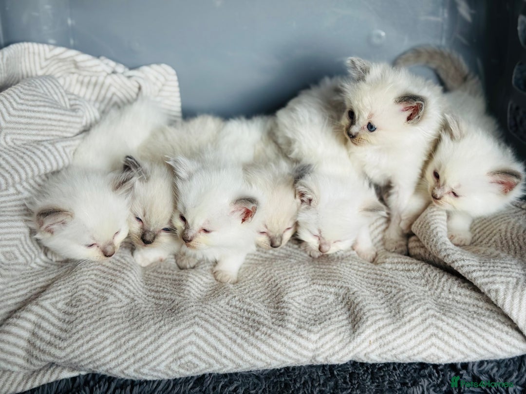 Ragdoll cats for sale: Stunning Ragdoll Kittens Ready to Go!!! - Image 8