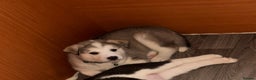 Siberian Husky dogs for sale: Husky Puppies – Ready 22/12/25 🐾  - Advert 23
