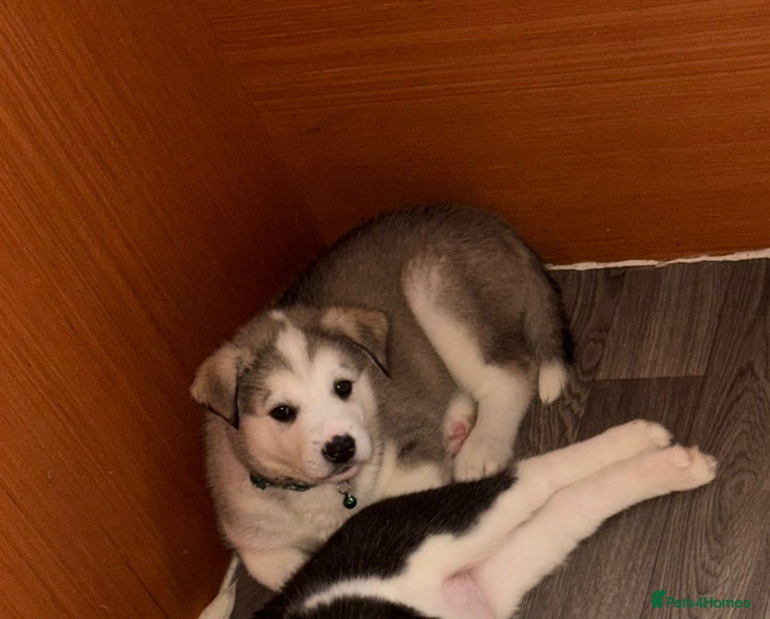 Siberian Husky dogs for sale: Husky Puppies – Ready 22/12/25 🐾  - Advert 23