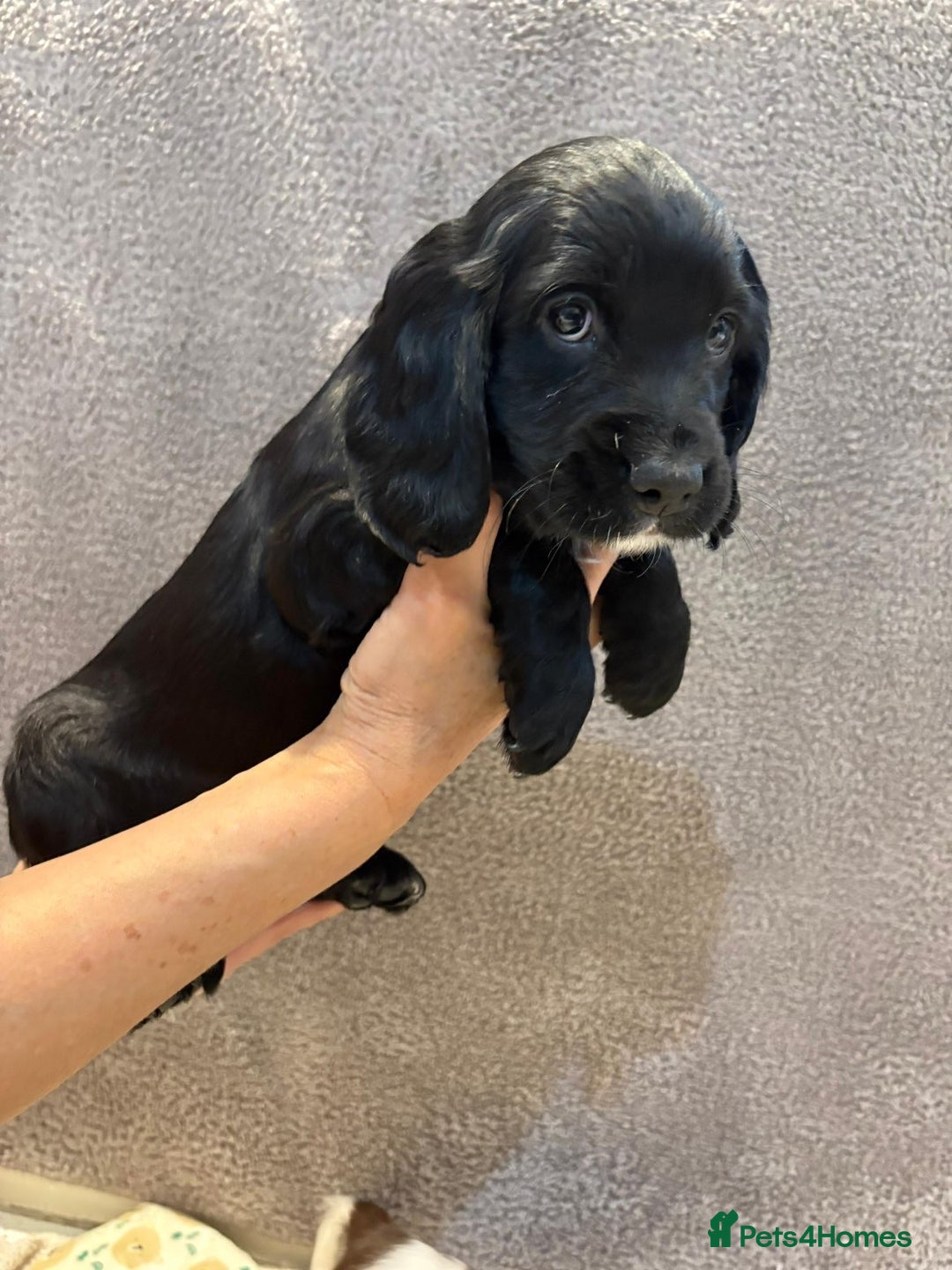 Cocker Spaniel dogs for sale: Pedigree show kc parents DNA health tested    - Advert 11