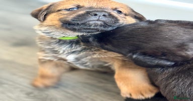 Mixed Breed dogs - Advert 7