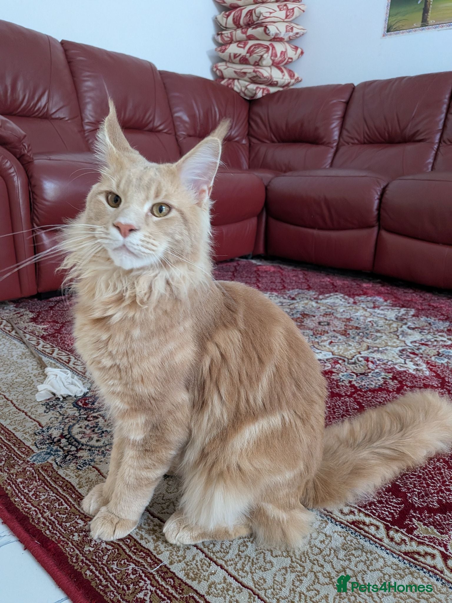Maine Coon cats Beautiful Mainecoon cat  - Advert 2