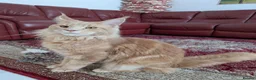 Maine Coon cats for sale: Beautiful Mainecoon cat (comes with everything)  - Advert 11