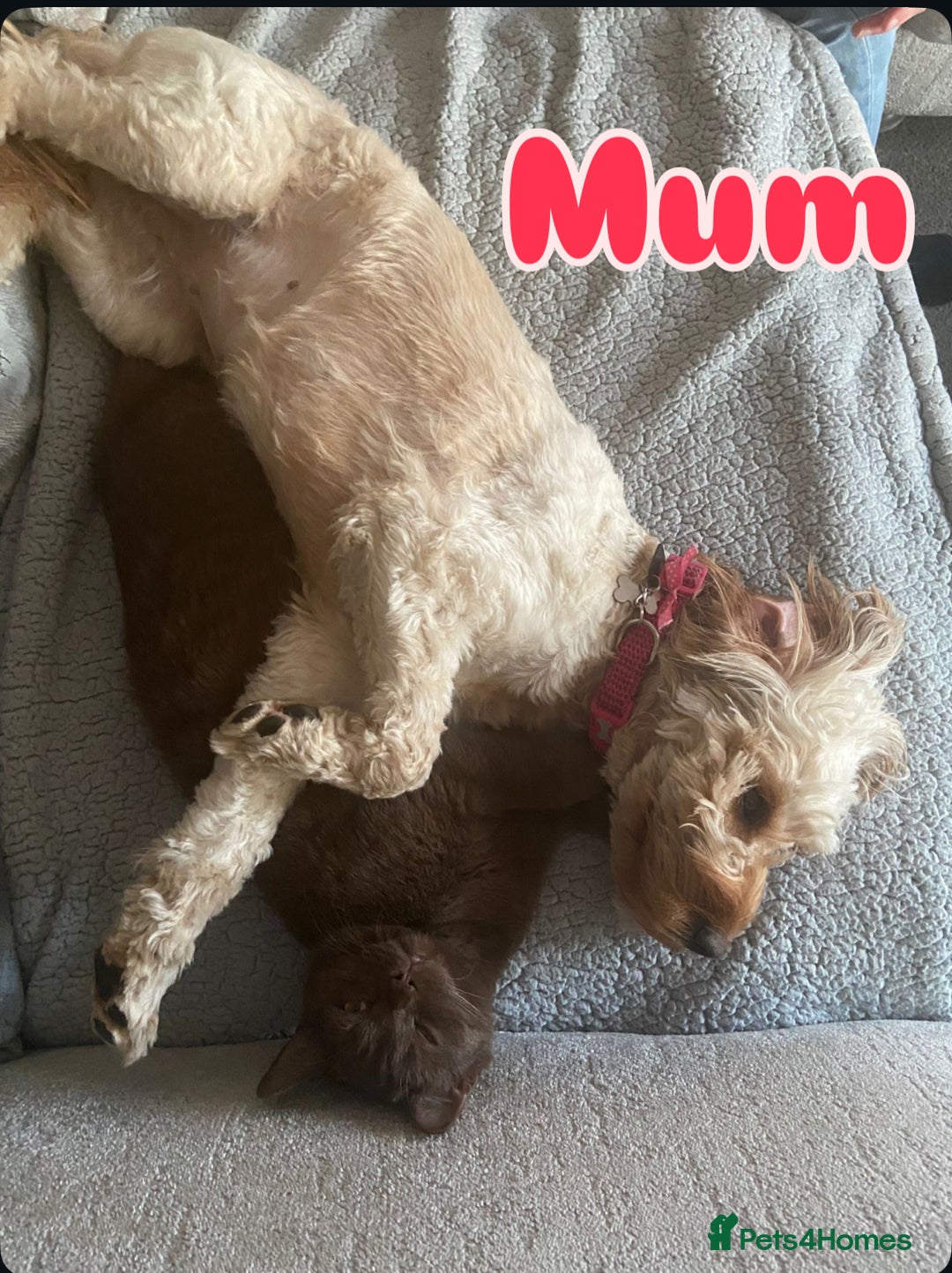 Cavapoo dogs for sale: Beautiful F1B cavapoo “teddy bear” puppies  - Advert 26