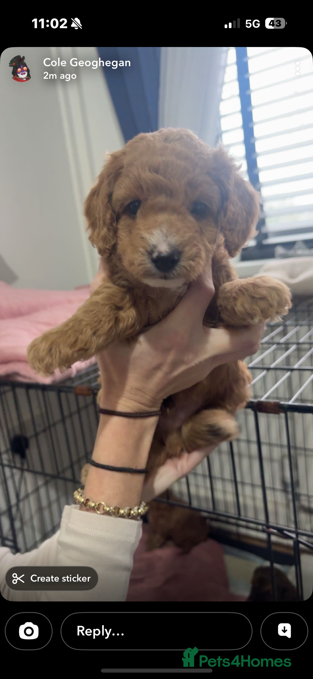 Cockapoo dogs for sale: Beautiful f1b cockapoo  - Advert 12