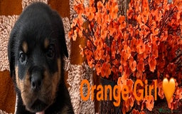 Rottweiler dogs for sale: The best of the best Rottweilers  - Image 38
