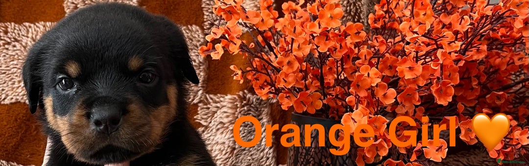 Rottweiler dogs for sale: The best of the best Rottweilers  - Image 38