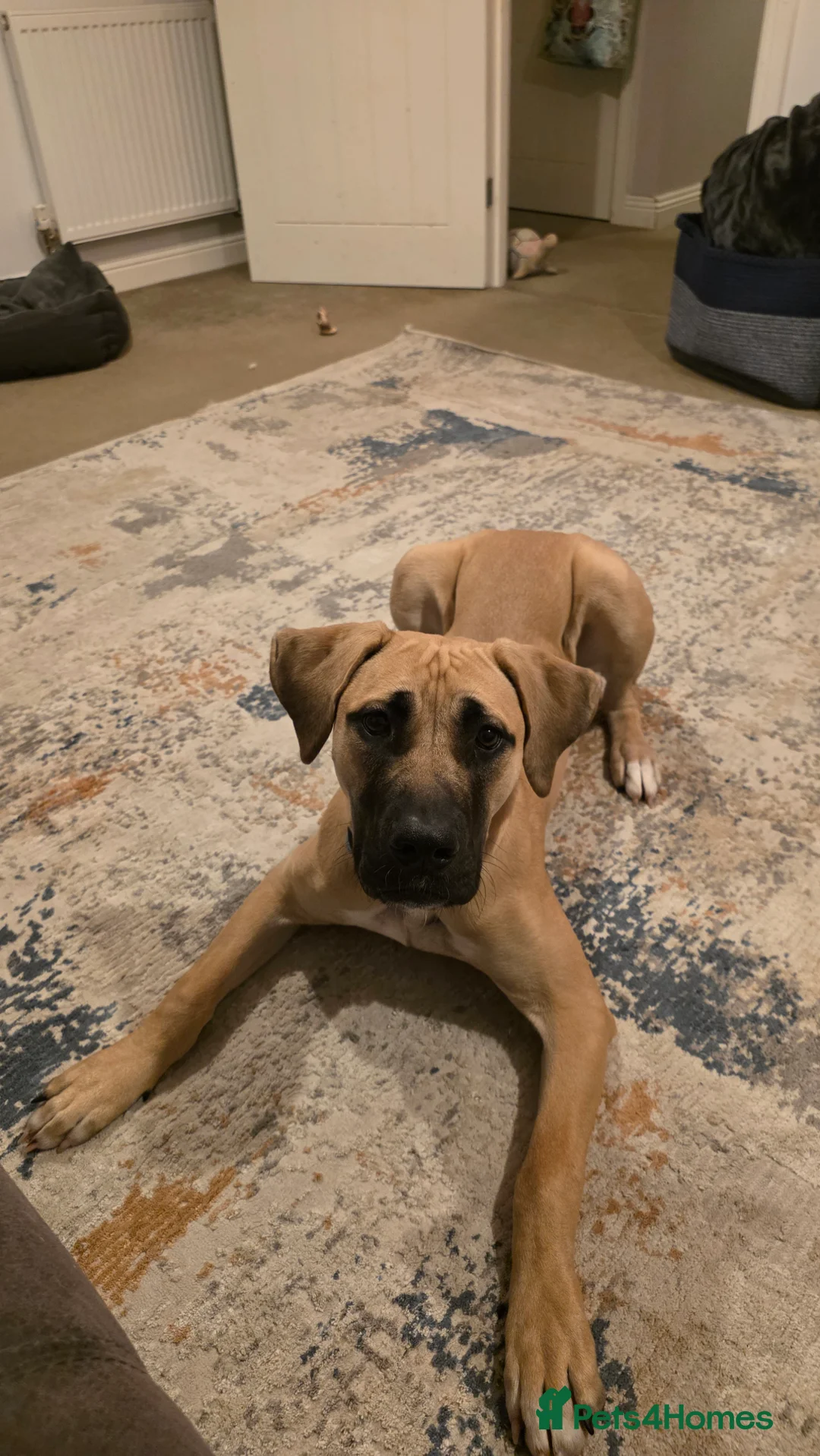 Boerboel dogs for sale: Pup for rehoming - Advert 7