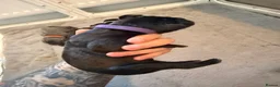 Cane Corso dogs for sale: chunky cane corso puppies  - Advert 6