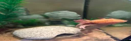 Axolotl reptiles for sale: Copper Axolotl & full tank and set up  in Wareham - Advert 2