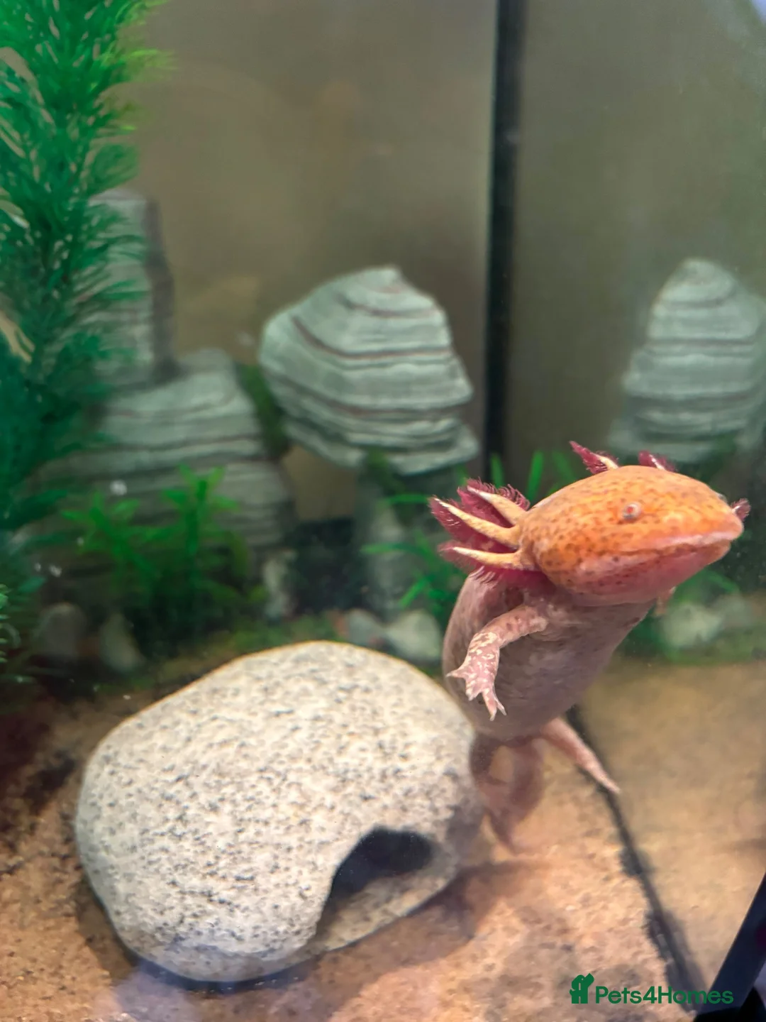 Axolotl reptiles for sale: Copper Axolotl & full tank and set up  in Wareham - Advert 2
