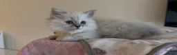 Persian cats for sale: LAST DOLLFACE CHINCHILLA PERSIAN GIRL - Advert 22