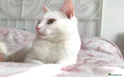 Domestic Shorthair cats for sale: Female cat looking for forever home  - Image 1