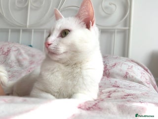 Domestic Shorthair cats - Advert 25