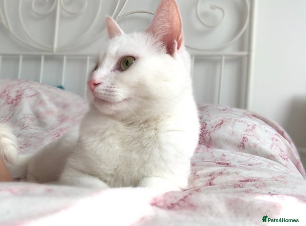 Domestic Shorthair cats - Advert 30