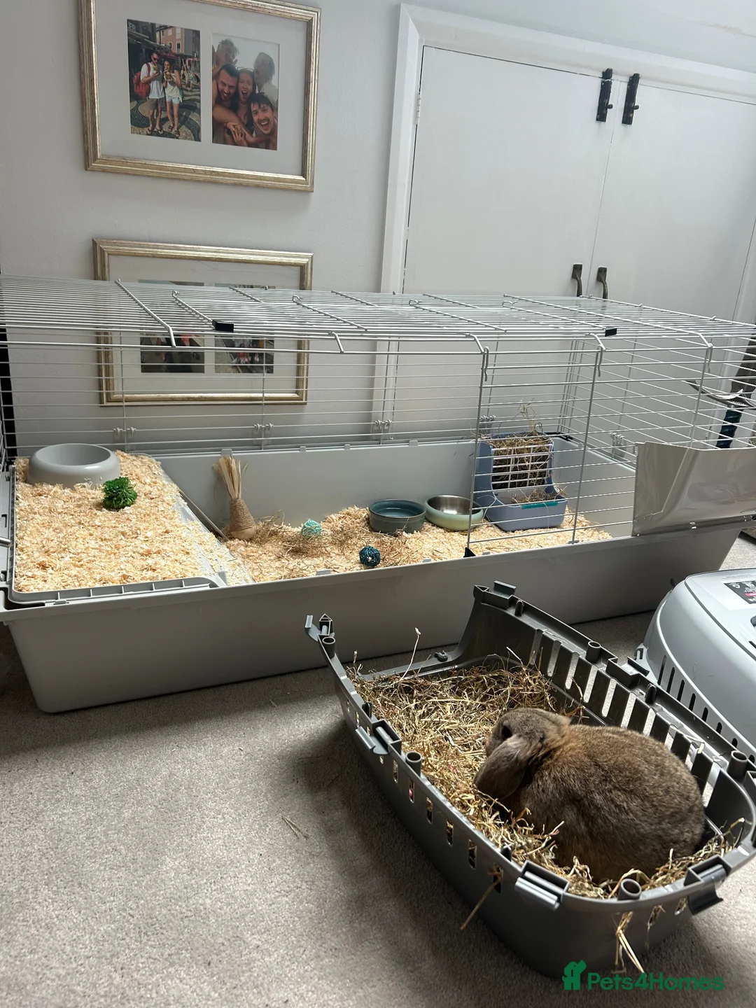 Mini Lop rabbits for sale: Mini Lop Rehome - Advert 7