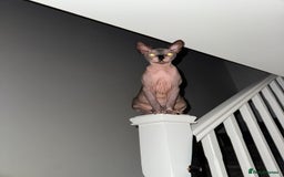 Sphynx cats for sale: Canadian Sphynx male  - Advert 5