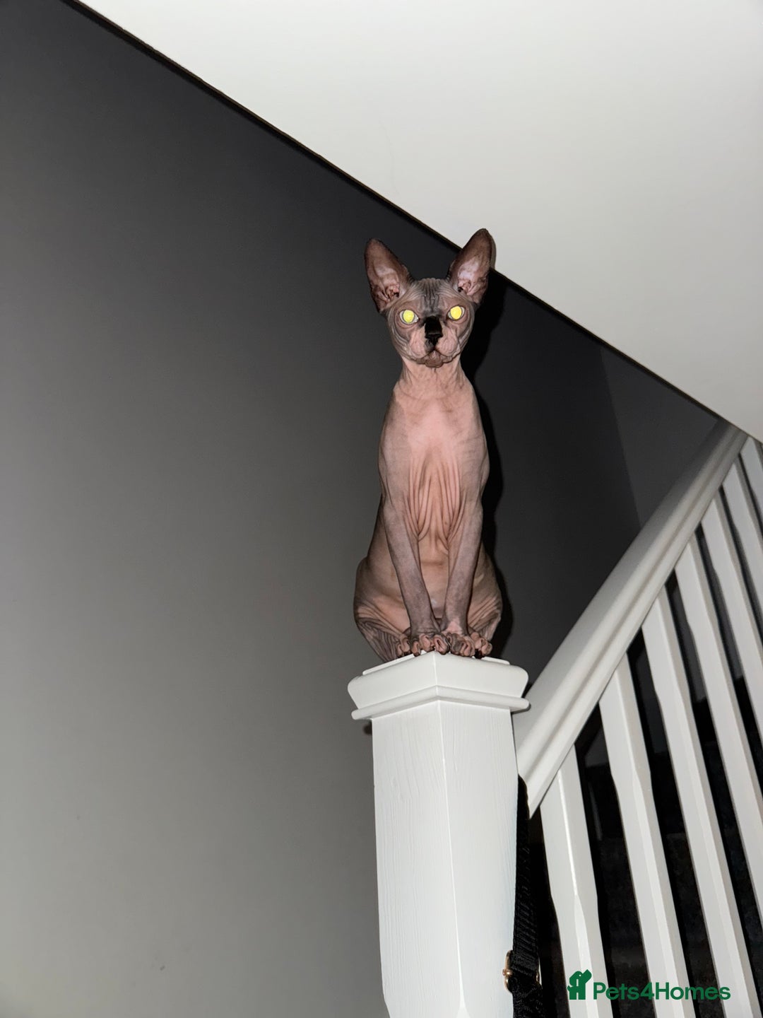 Sphynx cats for sale: Canadian Sphynx male  - Advert 5