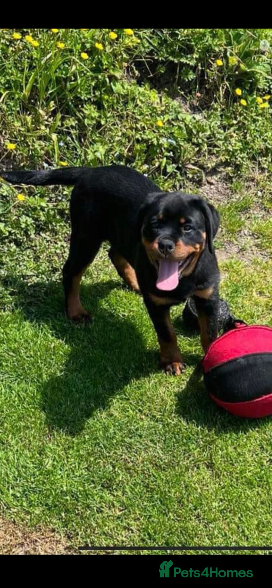 Rottweiler dogs KC ROTTWEILER  - Advert 10