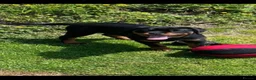 Rottweiler dogs for sale: KC Top ROTTWEILER Puppies , German blood - Advert 14