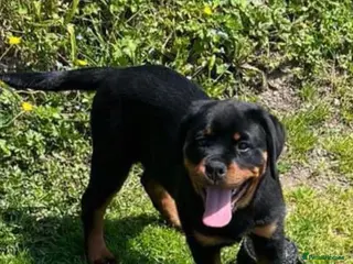 Rottweiler dogs KC ROTTWEILER - Advert 10