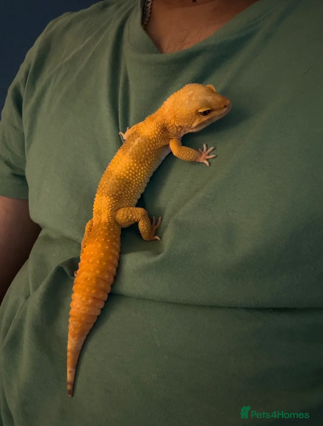 Leopard Gecko reptiles for sale: Leopard Gecko for sale with set up in Hayes - Advert 4