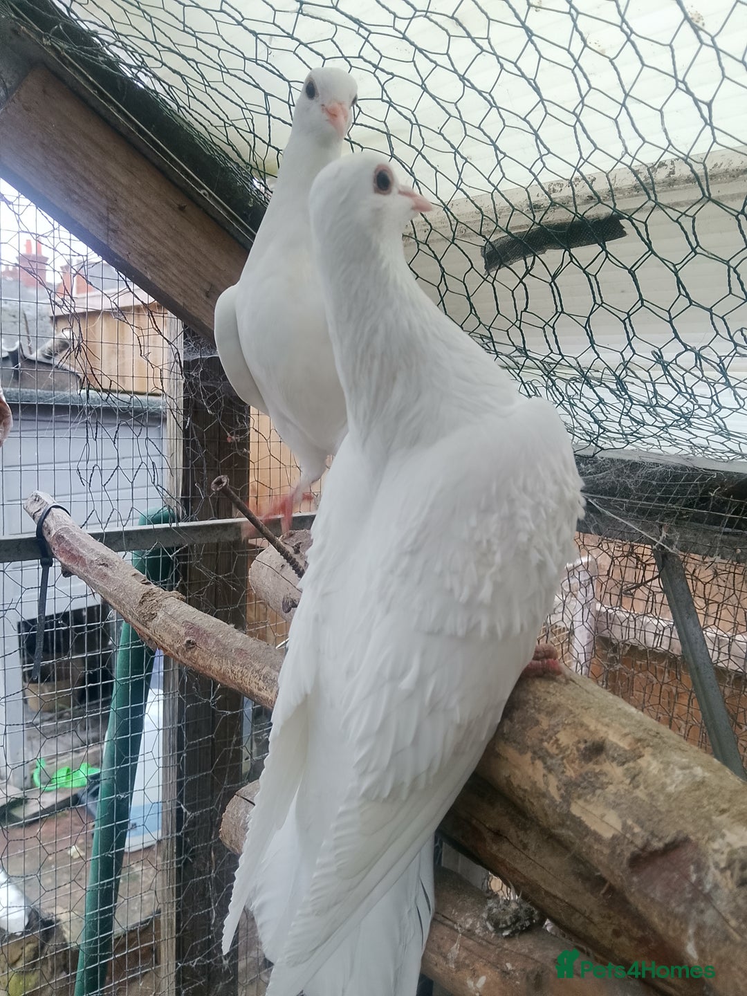 Pigeons birds for sale: Pigeon for sale - Advert 15