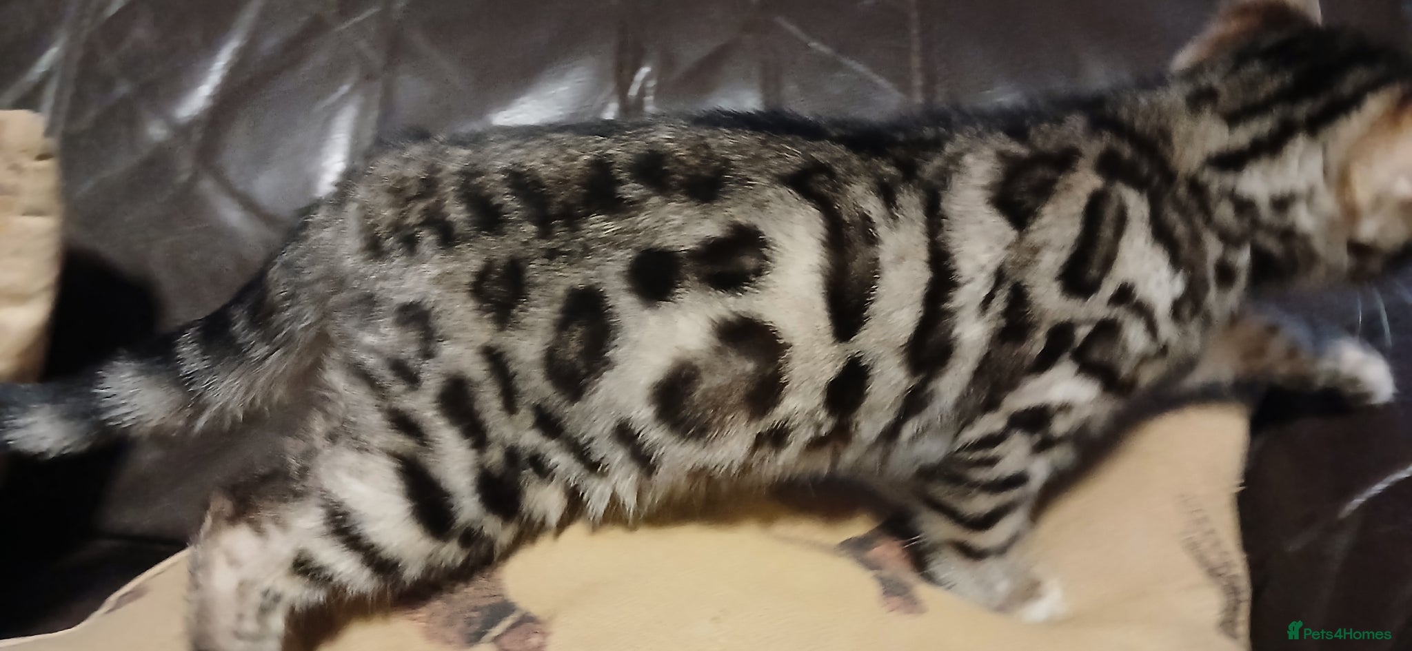 Bengal cats Beautiful Bengal kittens Ready now. - Advert 2