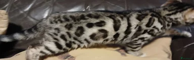 Bengal Kitten 1