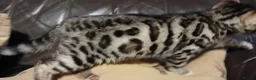 Bengal cats for sale: Beautiful Bengal kittens Ready now. - Advert 2