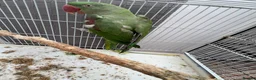 Chickens poultry for sale: Parrot  - Advert 9