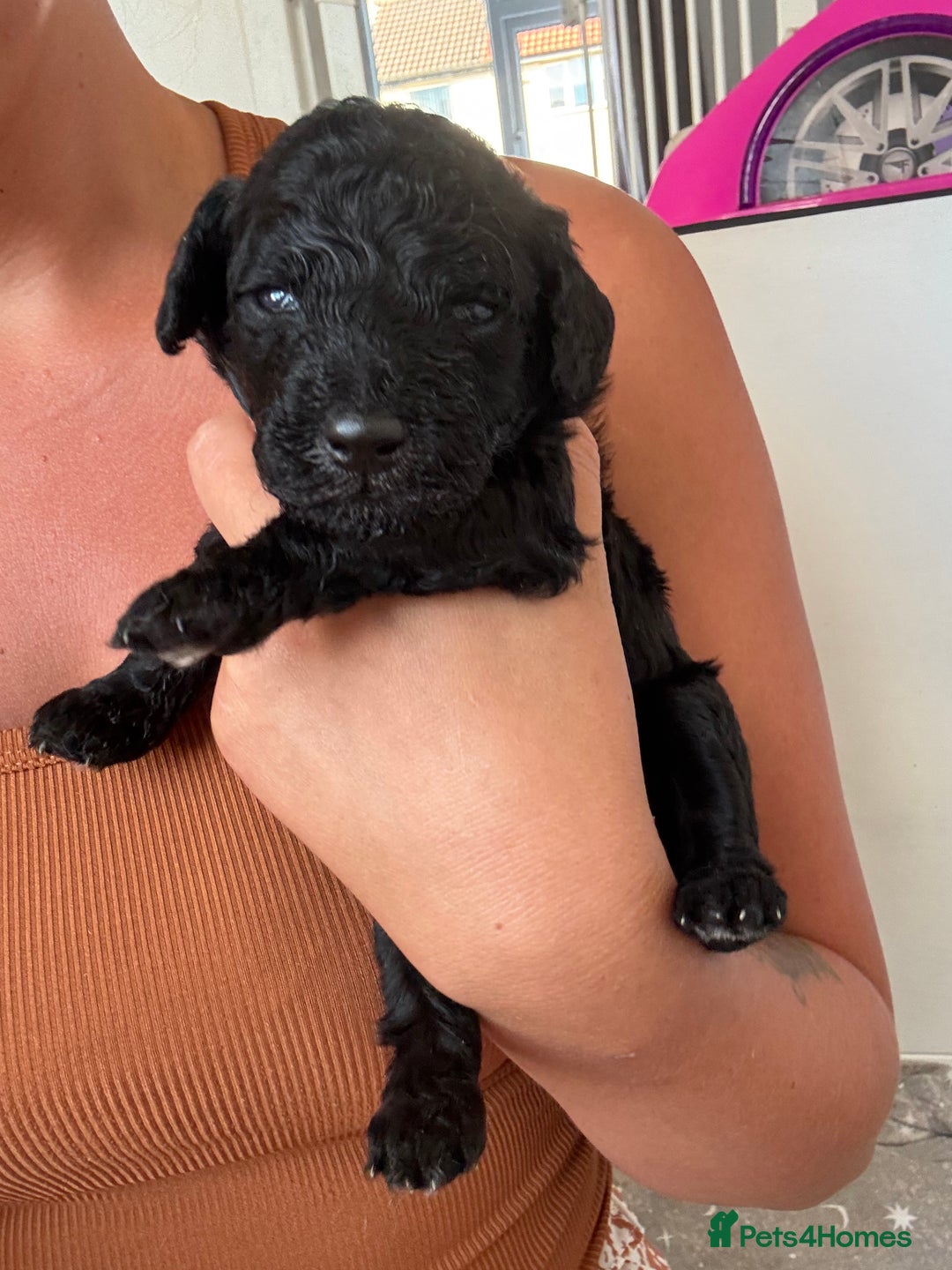 Goldendoodle dogs for sale: Golden doodles  - Image 3