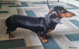 Miniature Dachshund dogs for sale: Miniature smooth dachshund  - Image 4