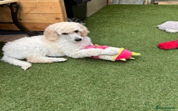 Standard Poodle dogs for sale: Standard poodle  - Image 33