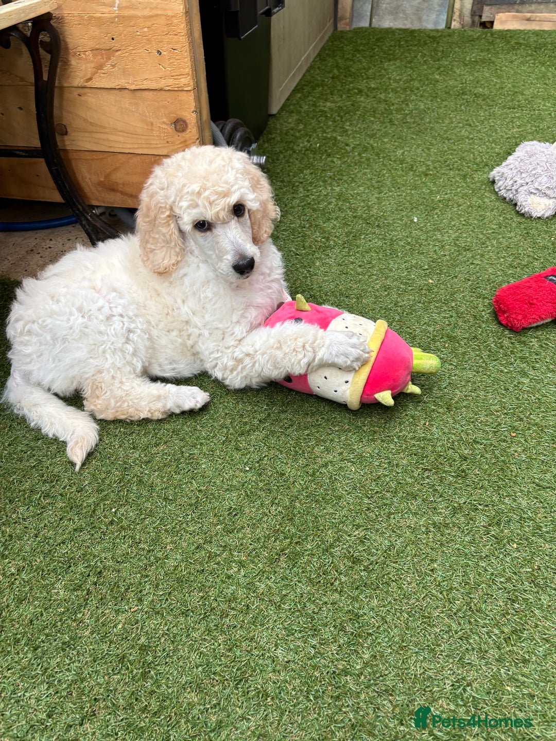 Standard Poodle dogs for sale: Standard poodle  - Image 33