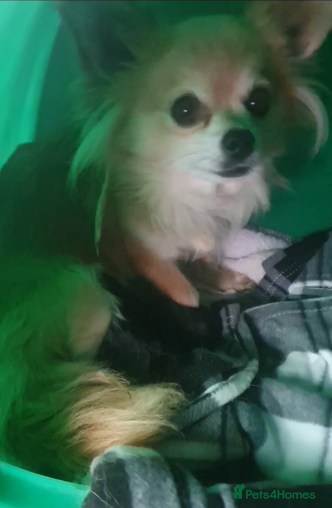 Chihuahua dogs for sale: Looking for a forever home - Image 8