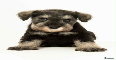 Miniature Schnauzer dogs - Advert 8