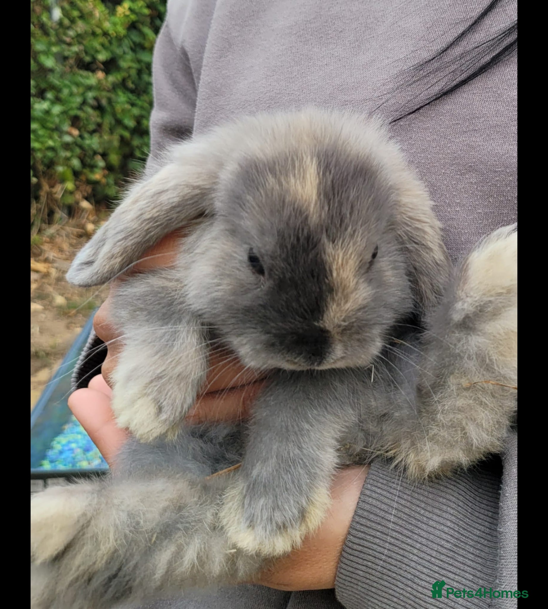 Mini Lop rabbits Bonded mini lop bunny pair - male & female - Advert 2